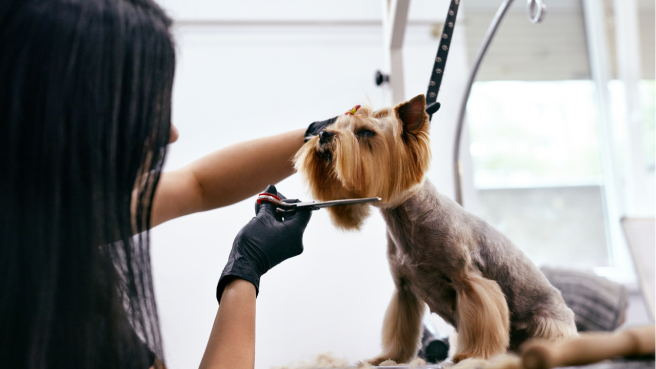 What to Know Before Starting a Pet Care Business in Las Vegas